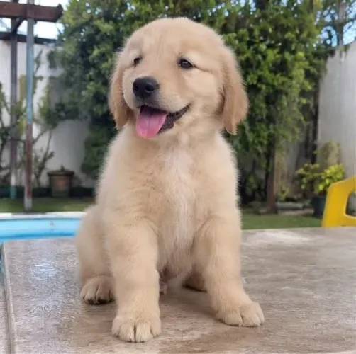 Filhote macho de Gold Retriever lindo