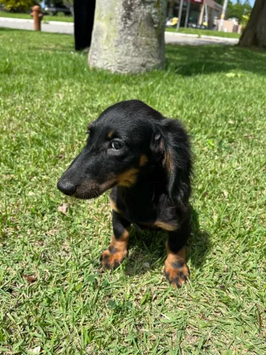 Filhote dachshund pelo longo com pedigree