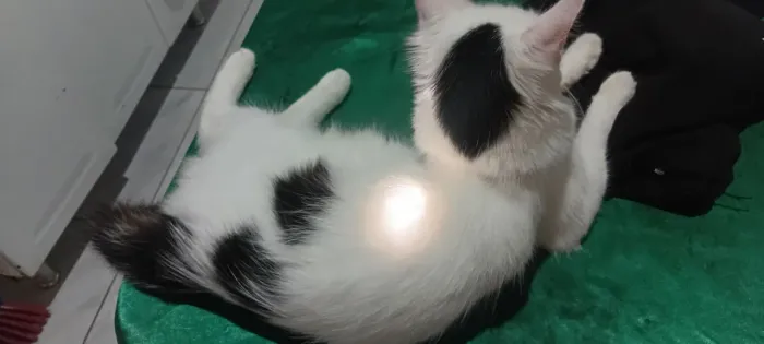 Gato para adoção.