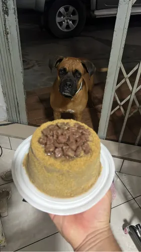 Bolo para Pet
