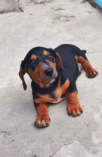 Filhotes Salsicha (Dachshund / Basset)