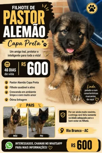 Filhotes de Pastor Alemão