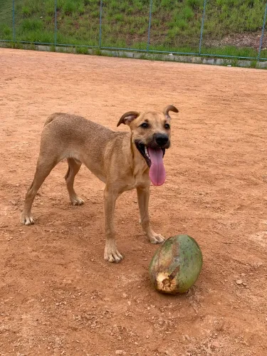Cachorro