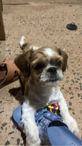 Vende se shitzu macho