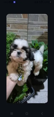 Shihtzu macho