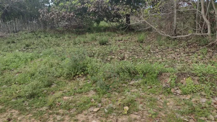 Terreno Pontal do peba 20x100