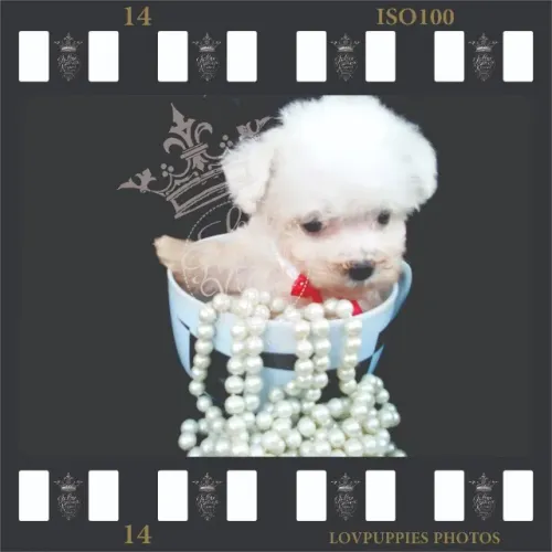 POODLE MICRO E POODLE TOY ESPECIALIZADO DESDE 1989