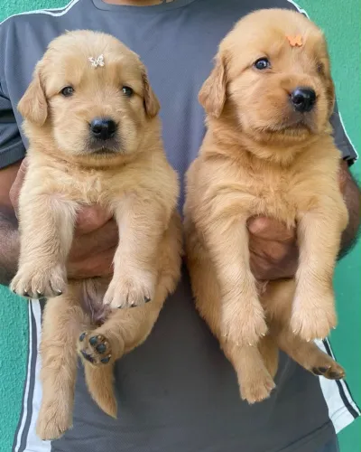 Golden retriever fêmea