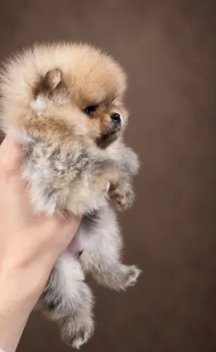 Fêmea lulu da pomerania