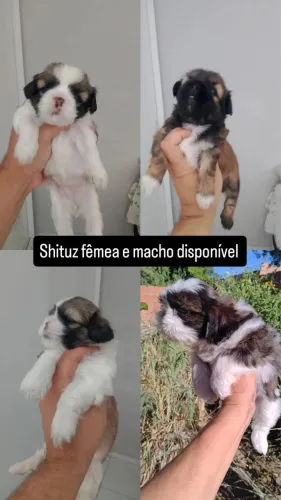 Filhote