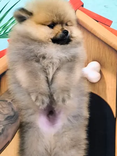 Spitz alemão