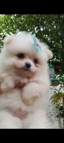 Vende se filhote de lulu da pomeranea