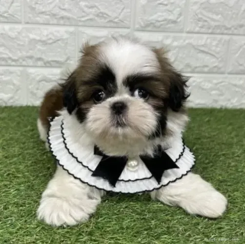 Cãozinho ativo e brincalhão Shih tzu/Shitzu