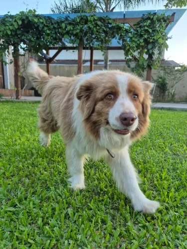 Doa-se Border Collie