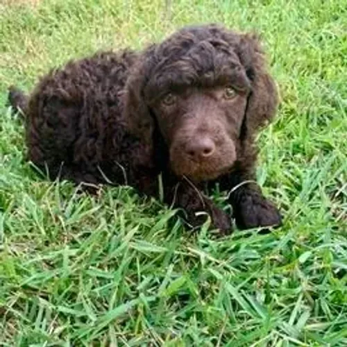 Poodle,Poodle Filhote Pronto para Novo Lar com Muito Carinho e Elegância