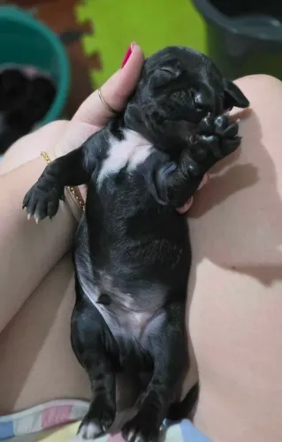 Dachshund (Salsicha)