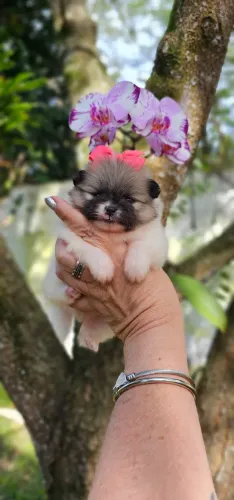 Babyface luluzinha