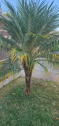 Coqueiro Anão