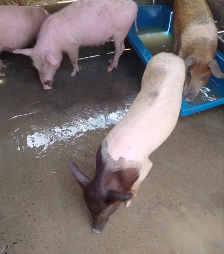 Vendo porcos de vários tamanhos e pesos 