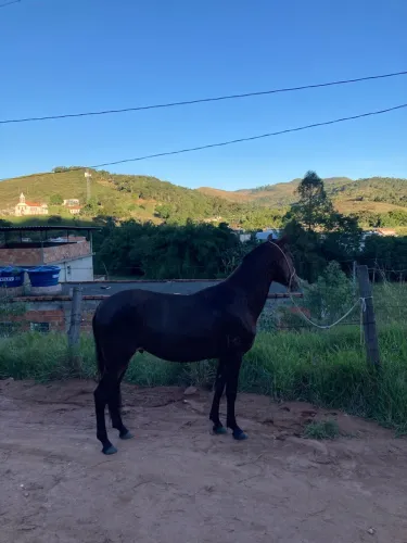 Vendo cavalo 