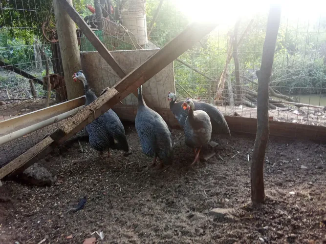 Casal de angolista