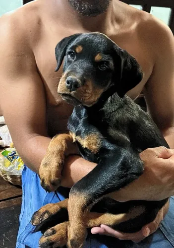 Fêmea de Rottweiler disponível