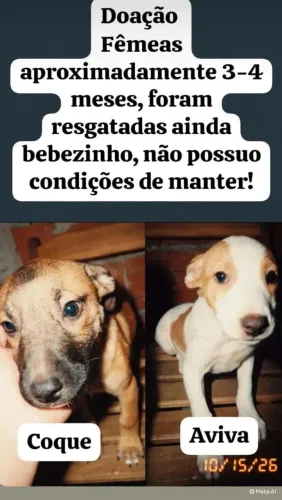 Doação de 2 cachorros fêmeas
