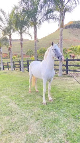 Vendo cavalo mangalarga
