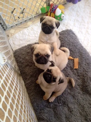 Pug - A Camisa 10 Da Fofura Chegou