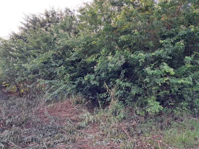Vende-se esse terreno nao aceitamos negociação e nem parcelamos