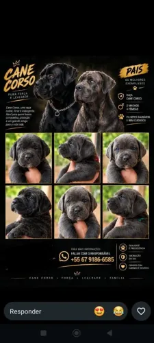 Vendo filhotes de cane corso ACEITO PROPOSTAS
