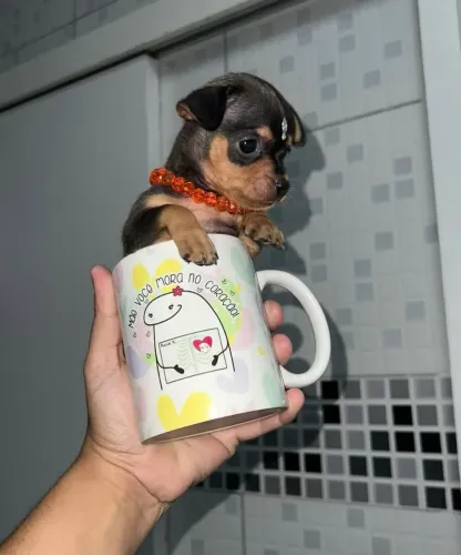 Pinscher miniaturas: Não crescem muito.