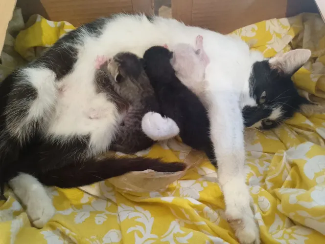 Gatinho para doação