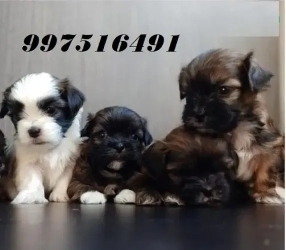 POODLE Respondo pelo 9.9751.6491 Entrega imediata Só paga ao receber o filhote Cartão di