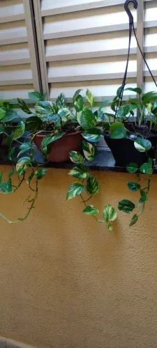 Vasos com plantas pendentes jibóia 
