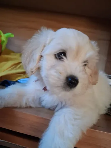Vendo poodle 