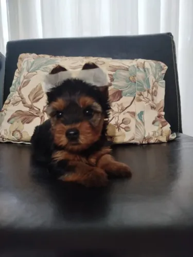 Yorkshire filhote puro com pedigree