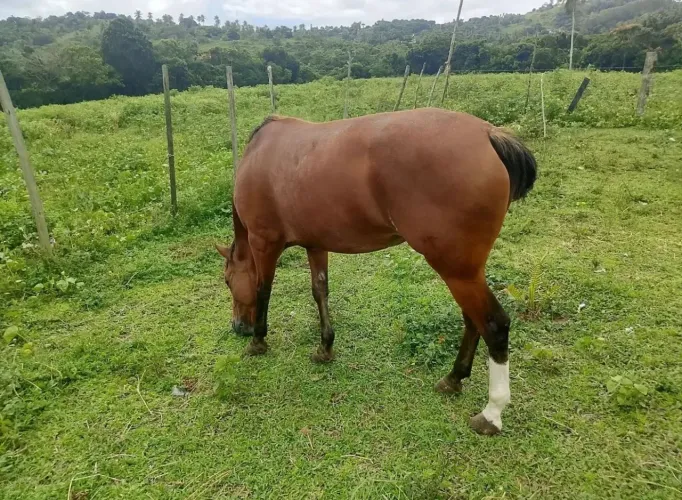 Égua quarto de milha 