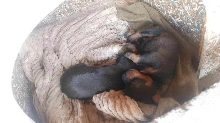 Pinscher