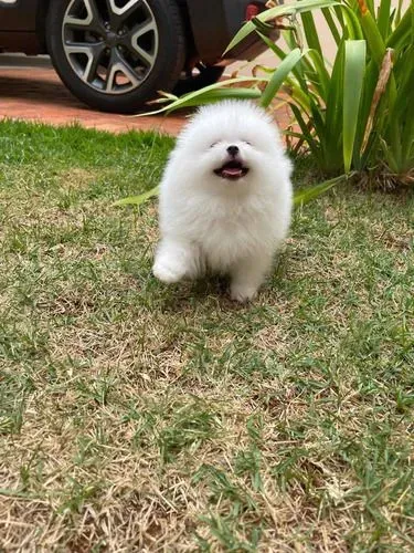 Spitz Alemão