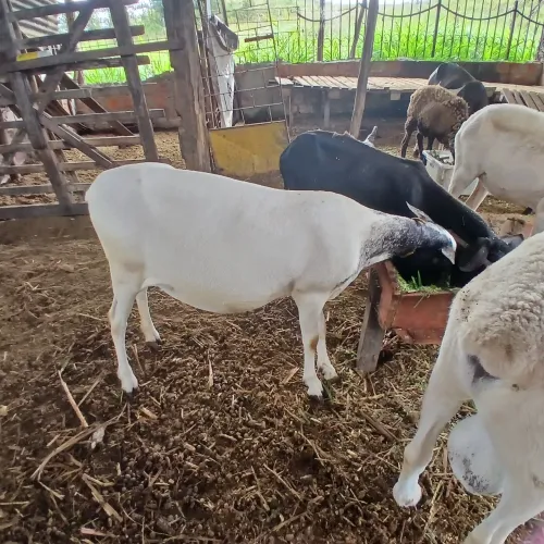 Vendo ou troco,lote de ovelhas. 