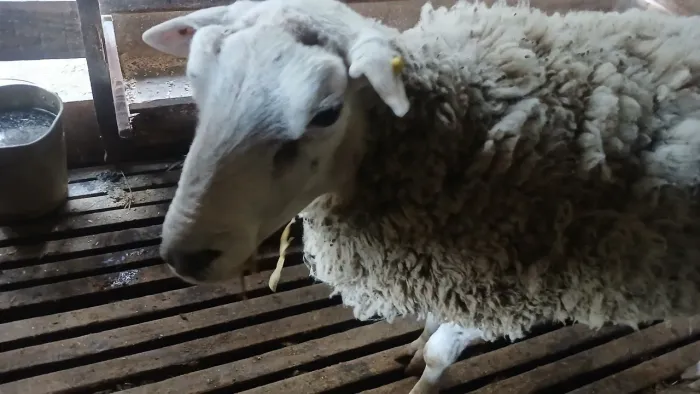 Carneiro texel