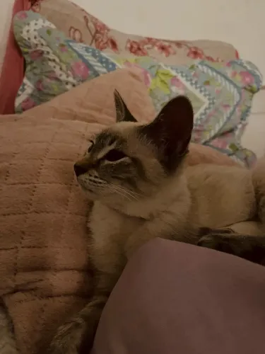 GATINHA PARA DOAÇÃO
