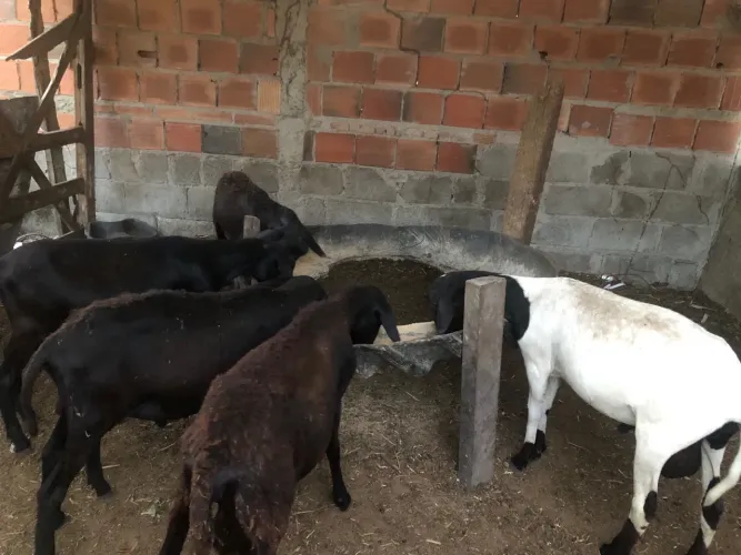 Borregos pra vender