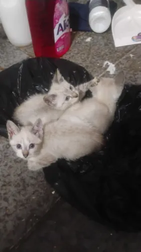 Doacao de gatinhos 