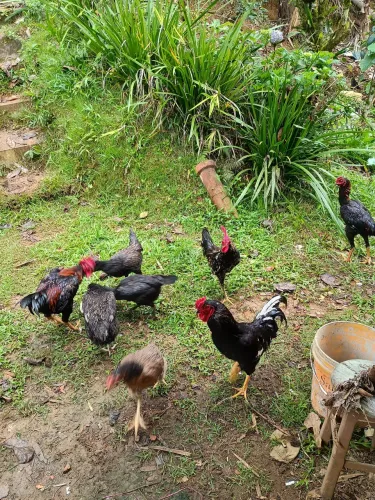 Vendo frango caipira