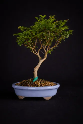 Bonsai Jabuticabeira Híbrida / Vaso de Cerâmica Azul Claro - Hajime Bonsai