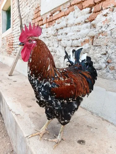 Vende se ovos de galinha balao gigante