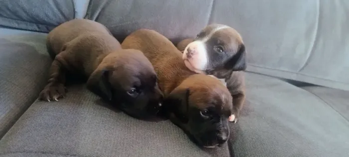 Filhotes de dachshund (salsichinha)