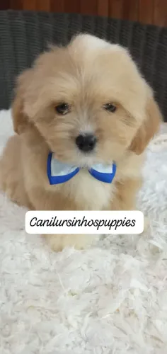 lhasa apso referencia única na criação da raça